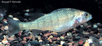 Perca flavescens, Yellow perch: fisheries, gamefish, aquarium