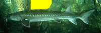 Acipenser brevirostrum, Shortnose sturgeon: fisheries, gamefish, aquarium