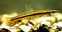 Notropis heterolepis, Blacknose shiner: