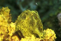 Antennarius multiocellatus, Longlure frogfish: fisheries, aquarium