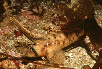 Nautichthys oculofasciatus, Sailfin sculpin: aquarium