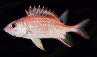 Sargocentron melanospilos, Blackblotch squirrelfish: