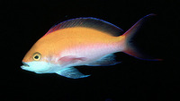 Pseudanthias bicolor, Bicolor anthias: aquarium