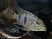 Satanoperca daemon, Threespot eartheater: aquarium