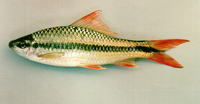 Osteochilus waandersii, :