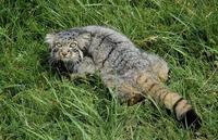 Image of: Felis manul (Pallas' cat)