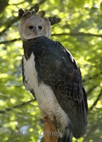 Harpia harpyja - American Harpy Eagle