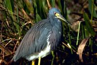 Egretta tricolor - Tricolored Heron