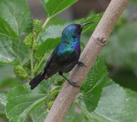 Cinnyris oseus - Palestine Sunbird