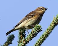 Dendroica coronata - Yellow-rumped Warbler