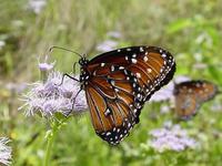 Image of: Danaus gilippus (queen butterfly)