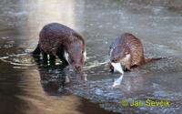 Lutra lutra - Eurasian River Otter