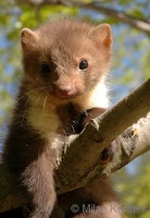 Martes foina - Beech Marten