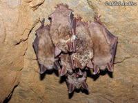 Myotis myotis - Greater Mouse-eared Bat