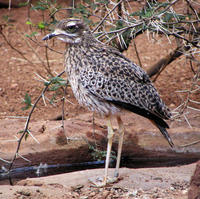 Image of: Burhinus capensis (spotted dikkop)