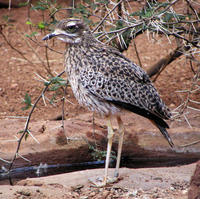 Image of: Burhinus capensis (spotted dikkop)