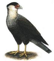 Image of: Caracara plancus (southern caracara)