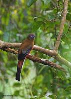 Image of: Harpactes orrhophaeus (cinnamon-rumped trogon)