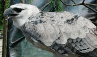 Image of: Harpia harpyja (harpy eagle)