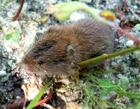 Clethrionomys glareolus - Bank Vole