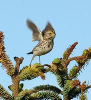 Image of: Passerculus sandwichensis (savannah sparrow)