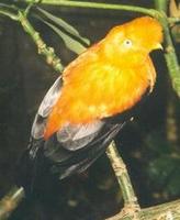 Image of: Rupicola peruvianus (Andean cock-of-the-rock)