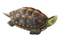 Image of: Ocadia sinensis (Chinese stripe-necked turtle)