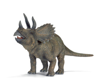 Triceratops