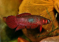 betta coccina. from Johor and melaka(in melaka already extinct)