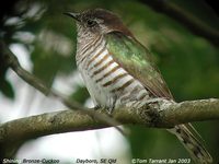 Shining Bronze Cuckoo - Chrysococcyx lucidus