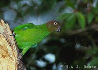 Red-cheeked Parrot - Geoffroyus geoffroyi