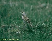 Tibetan Lark - Melanocorypha maxima