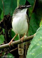 Rufescent Prinia - Prinia rufescens