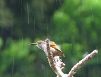 Naked-faced Spiderhunter - Arachnothera clarae