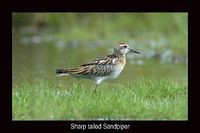 Sharp tailed Sandpiper