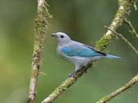 Blue-gray Tanager (Thraupis episcopus) photo