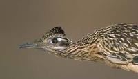 Greater Roadrunner (Geococcyx californianus) photo