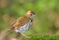 Wood Thrush (Hylocichla mustelina) photo