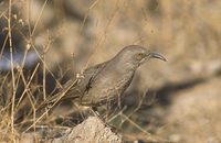 Curve-billed Thrasher (Toxostoma curvirostre) photo