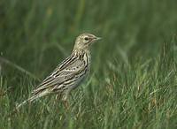 Correndera Pipit (Anthus correndera) photo