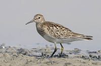 Pectoral Sandpiper (Calidris melanotos) photo