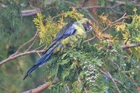 Green Rosella - Platycercus caledonicus