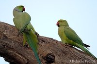 Rose-ringed Parakeet - Psittacula krameri