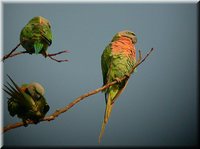 Red-breasted Parakeet - Psittacula alexandri