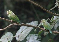 Cobalt-winged Parakeet - Brotogeris cyanoptera