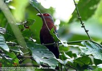 Chestnut-breasted Malkoha - Phaenicophaeus curvirostris