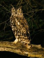 Spotted Eagle-Owl - Bubo africanus