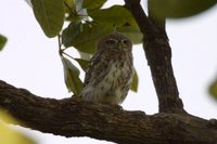 Pearl-spotted Owlet - Glaucidium perlatum