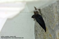 Glossy Swiftlet - Collocalia esculenta