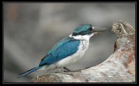 Collared Kingfisher - Todirhamphus chloris